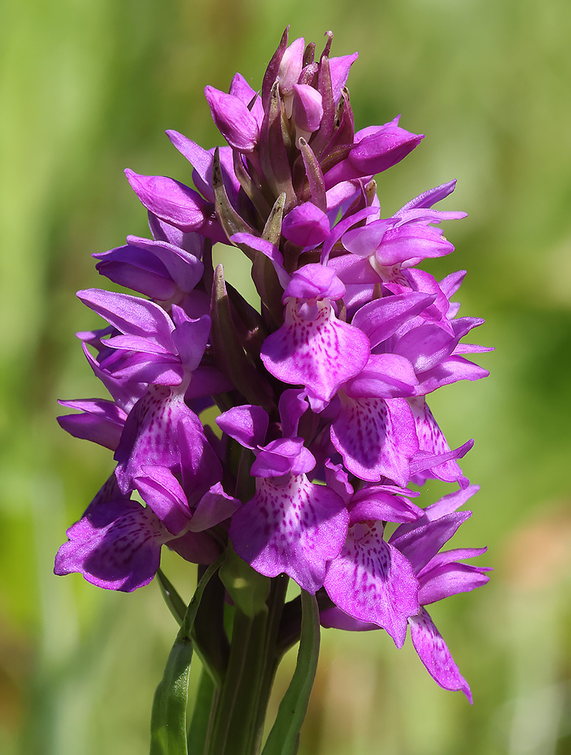 Southern marsh orchid